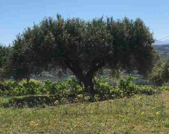 olive tree