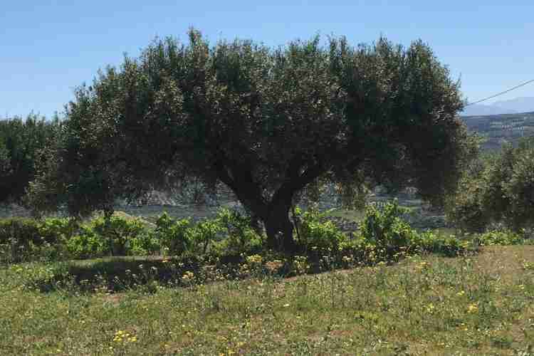 olive tree