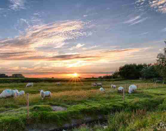 sheeps crete