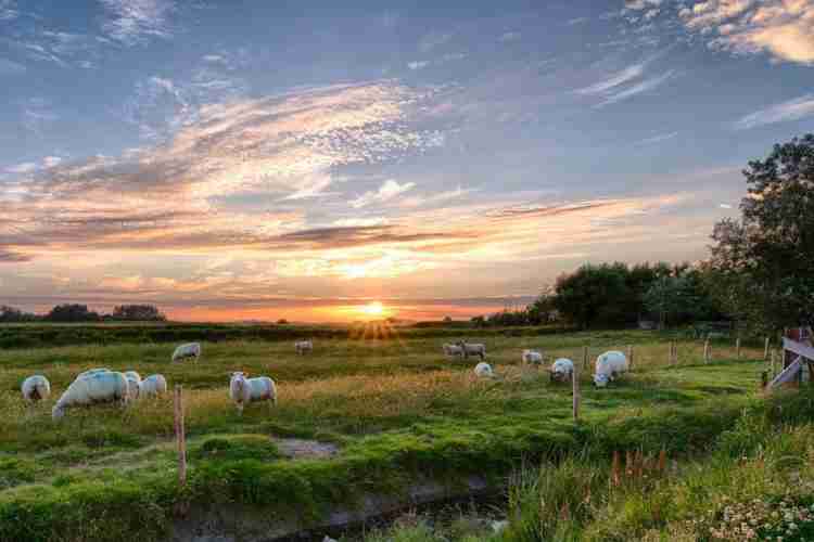 sheeps crete